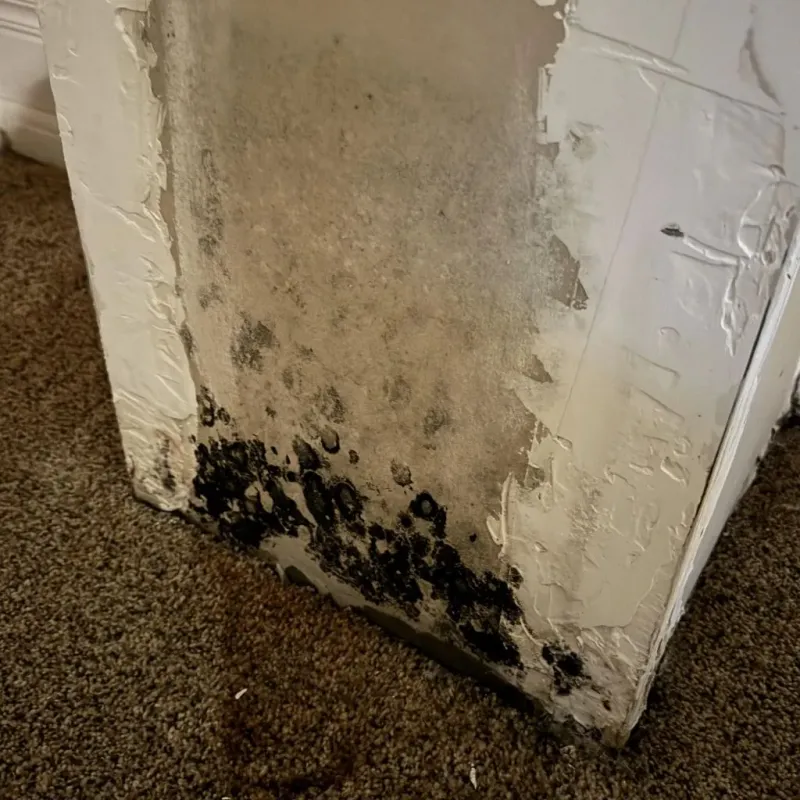 Professional Mold Removal in Mayville, ND